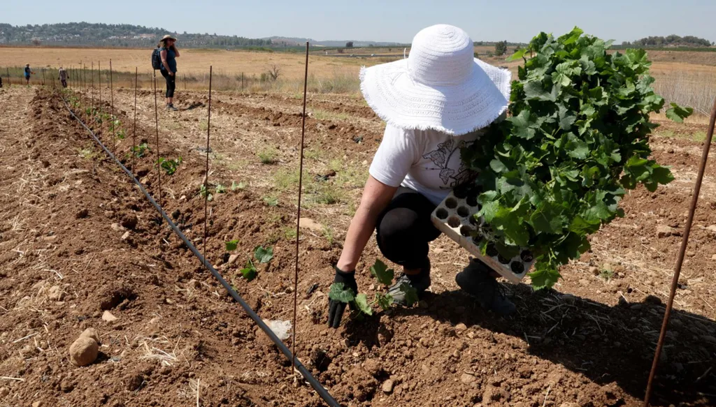 كروم العنب تنبت من الرماد في دير اللطرون في القدس