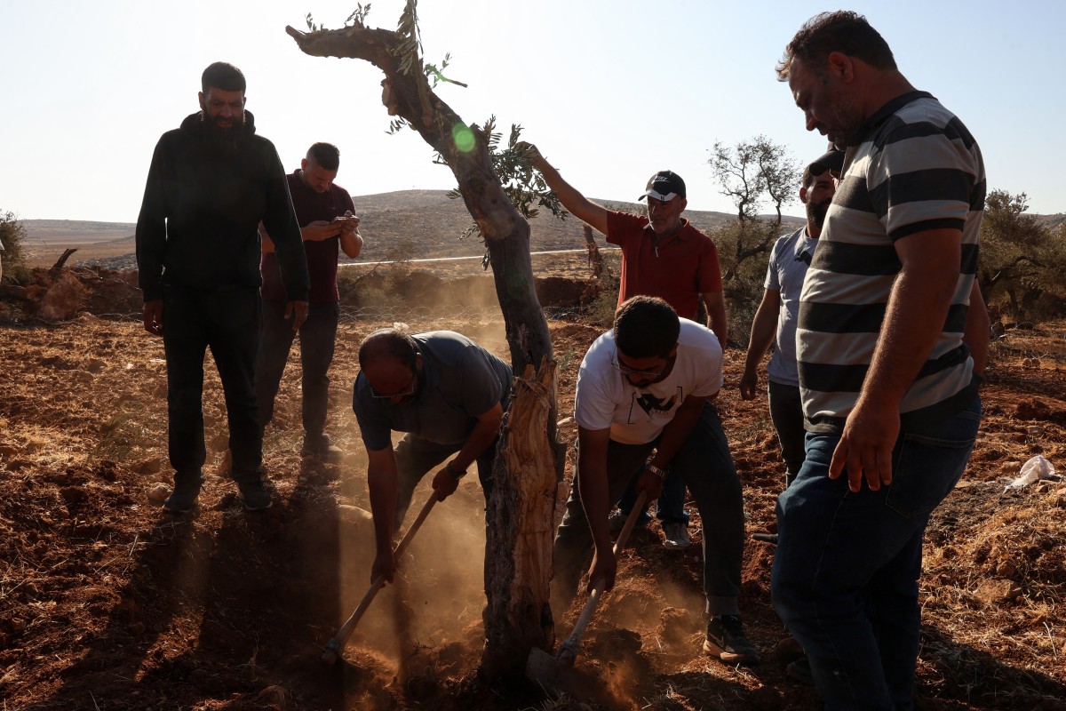 رجال فلسطينيون يعيدون زراعة شجرة زيتون يقال إن جنوداً إسرائيليين اقتلعوها باستخدام جرافة في قرية المغير (أ ف ب).