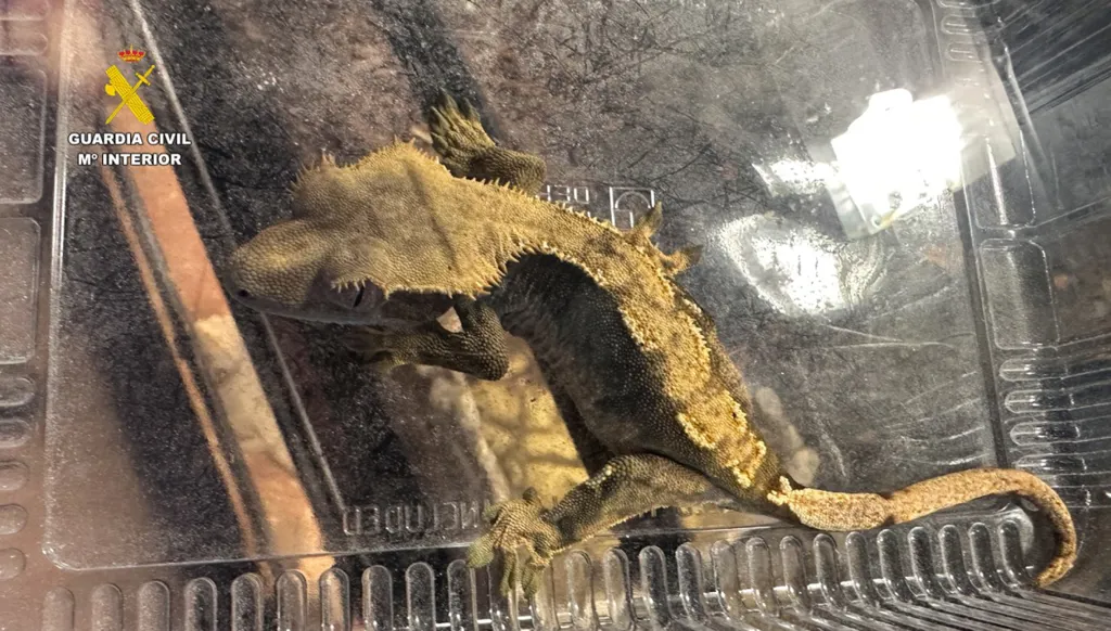 إسبانيا تُنقذ مئات الحيوانات الغريبة من محمية غير قانونية (صور)