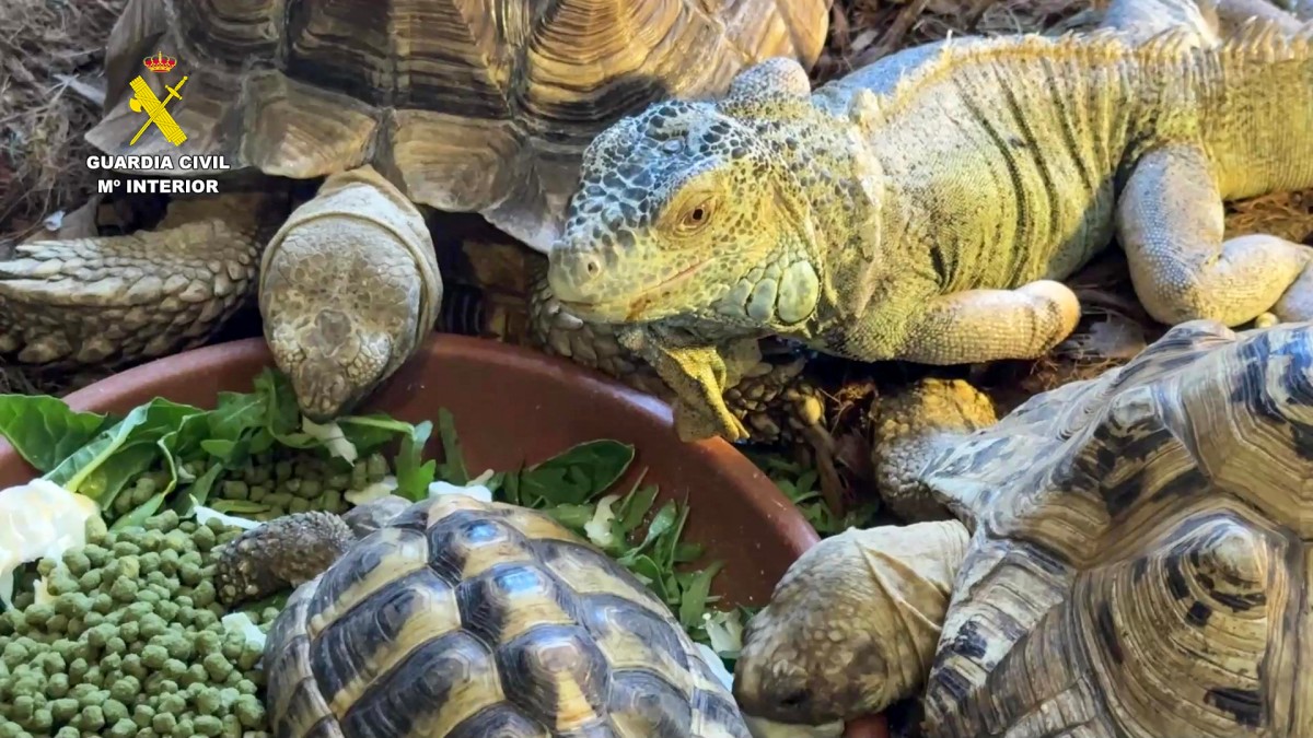 من الحيوانات النادرة التي صادرتها السلطات الإسبانية (أ ف ب).