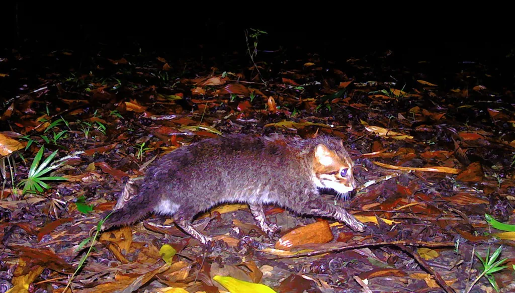 بالصور- كاميرات ترصد للمرة الأولى منذ 3 عقود قطّاً مسطح الرأس