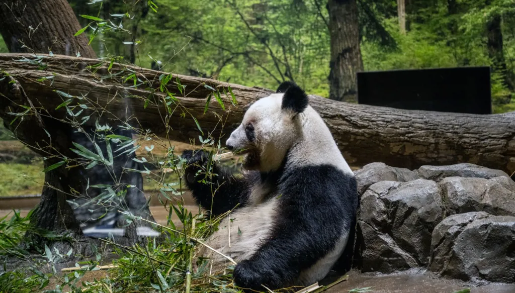 تدفّق زوار إلى حديقة حيوان في طوكيو لتوديع دبَّي باندا