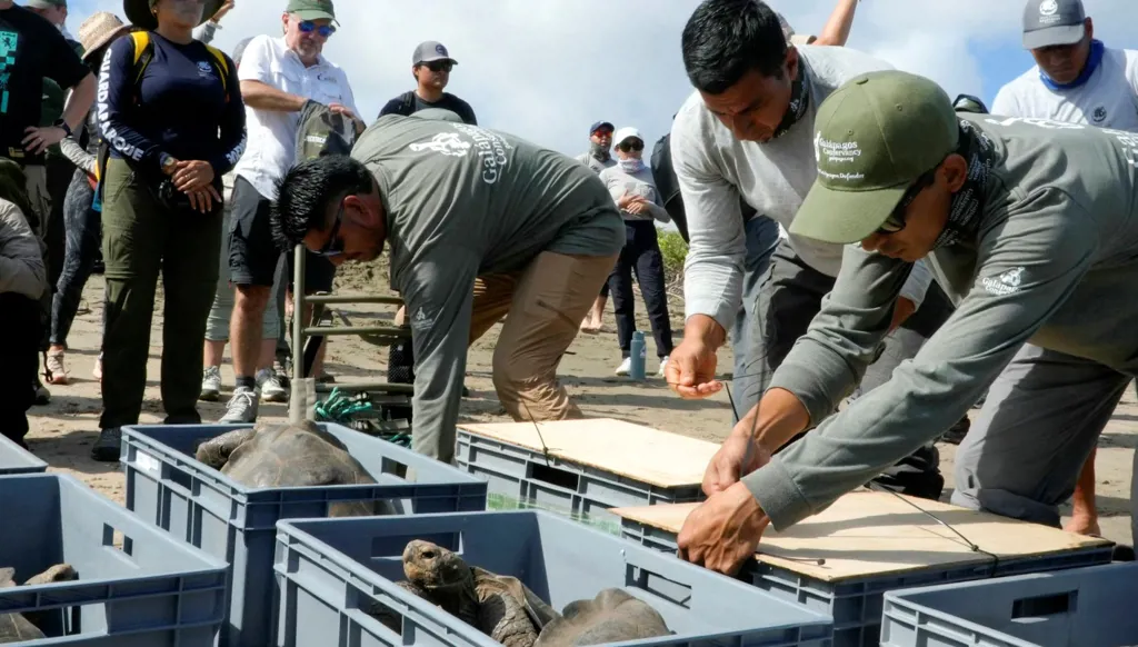 بعد قرن على اندثارها... 150 سلحفاة عملاقة تعود إلى مواطنها في جزر غالاباغوس (صور)