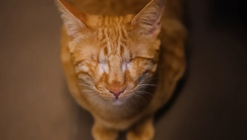 على دراجات نارية... سباق مع الموت لإنقاذ حيوانات الضاحية الجنوبية لبيروت