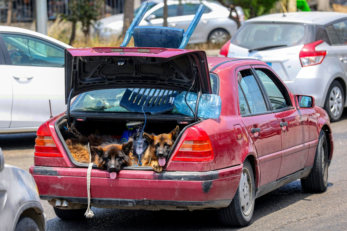 كلاب في صندوق سيارة تقف في زحمة السير، بينما يلجأ النازحون من صور في جنوب لبنان — عقب تحذير إسرائيل بالإخلاء — إلى مدينة صيدا (أ ف ب).