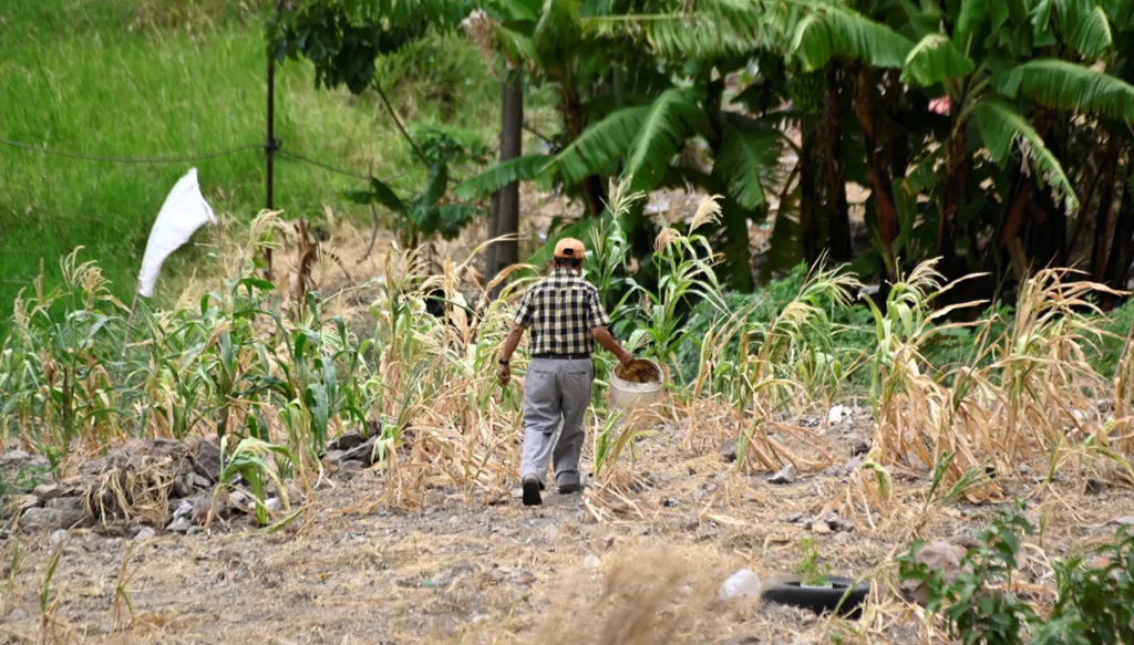 AFP__20260826__C6KP3GF__v1__MidRes__HondurasWeatherClimateElNinoDrought_102405_large.webp