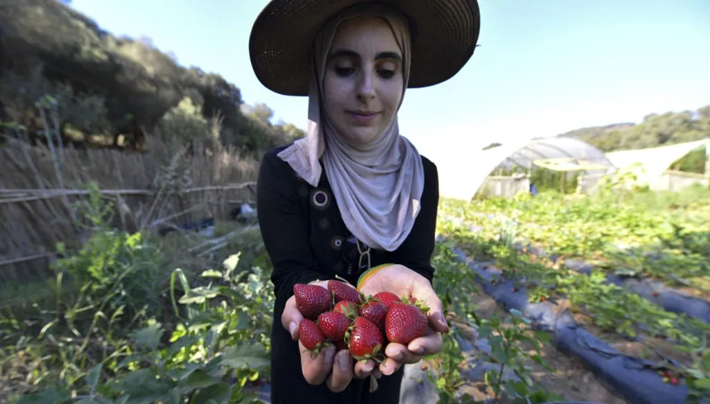 الجزائر تتجه إلى الزراعة الصناعية بمشاريع مليارية للأمن الغذائي