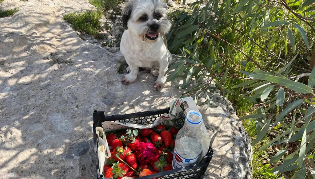 Iranians fleeing cities under attack seek refuge in the countryside (AP)