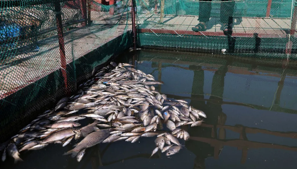 نفوق مئات الأطنان من الأسماك بسبب التلوّث... هل تعوّض السلطات العراقية مربّي الأسماك؟