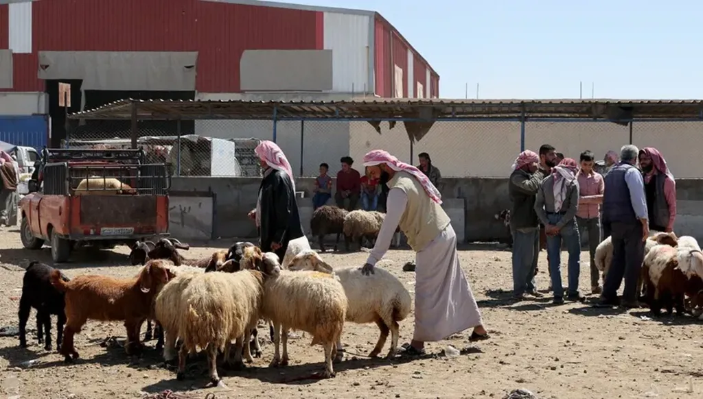 خروف العيد في سوريا 2026... الأسعار تذبح الناس والأضحية تتحوّل إلى حلم
