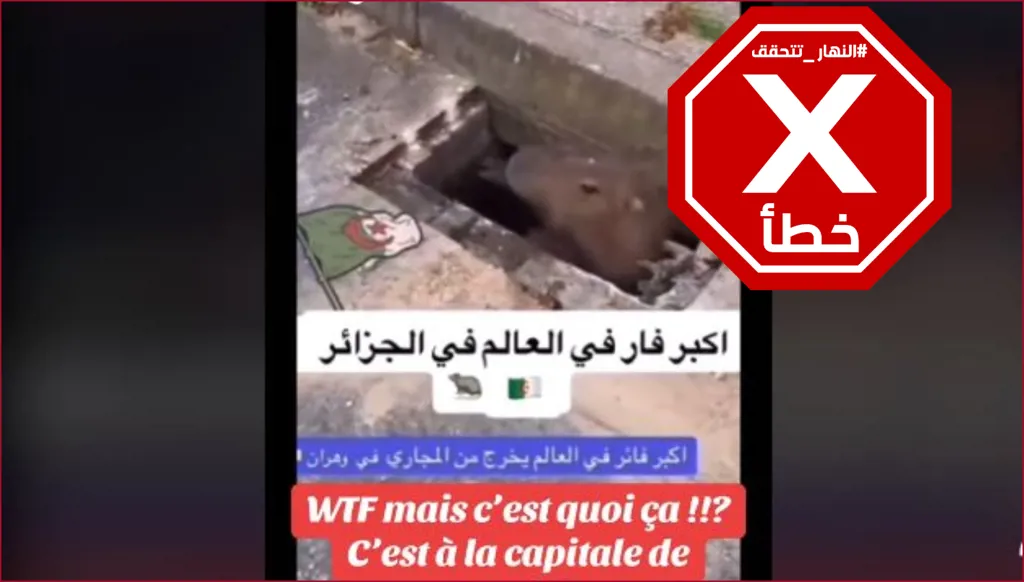 هذا الفيديو ليس لأكبر فأر في العالم وجد في الجزائر FactCheck#