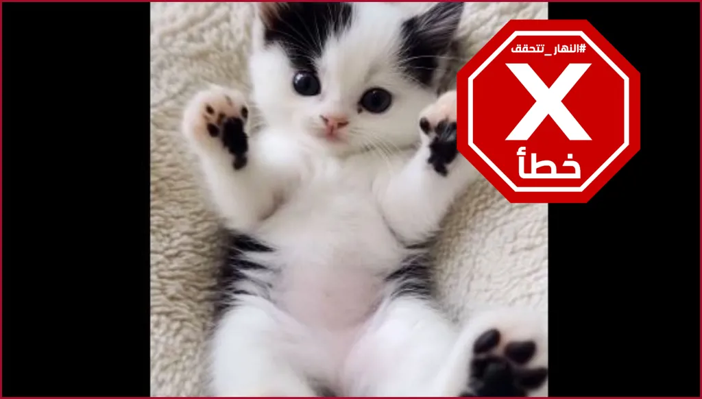 هذه القطة الصغيرة التي حازت ملايين المشاهدات ليست حقيقية FactCheck#