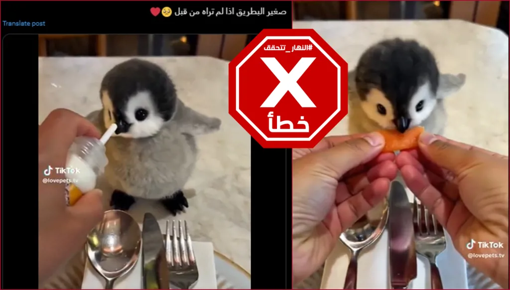 فيديو البطريق الصغير الذي يتناول الفطور غير حقيقي FactCheck#