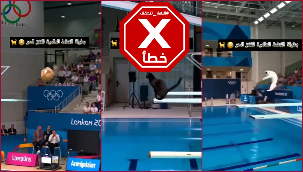 هذا الفيديو لقطط تشارك في البطولة الأولمبية للغطس مولد بالذكاء الاصطناعي FactCheck#