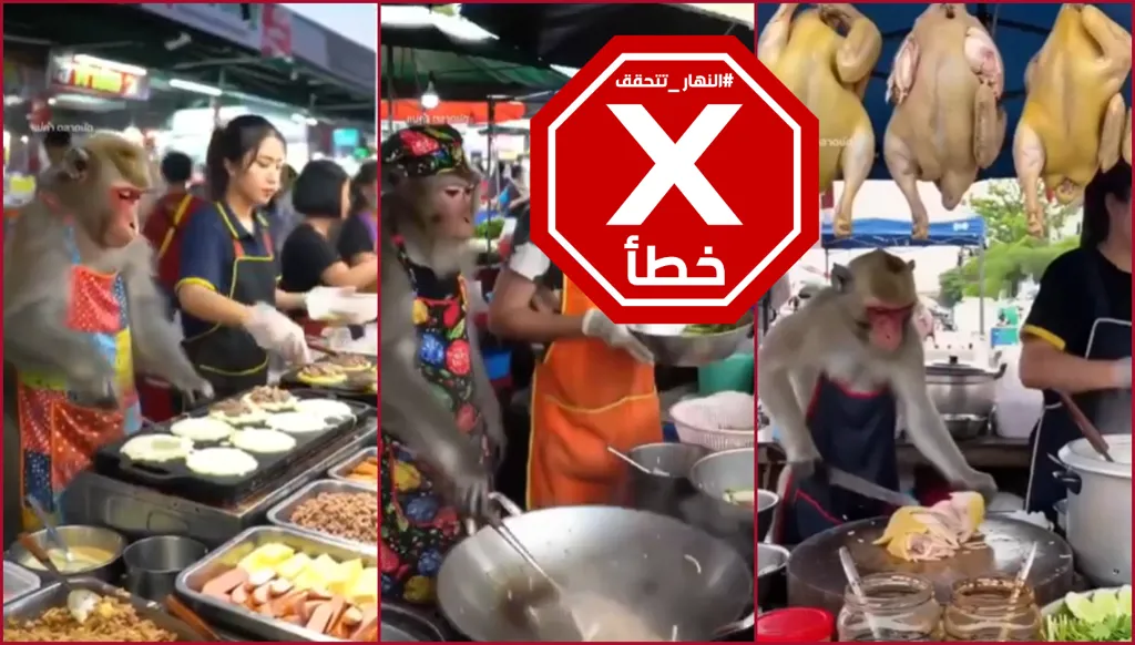 قرد يجيد استخدام السكين وتقطيع اللحم جيداً... لا تدعوا هذه المشاهد تخدعكم FactCheck#