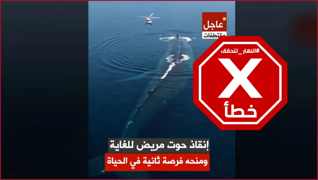 إنقاذ حوت ضخم مريض للغاية؟ النهار تتحقق FactCheck