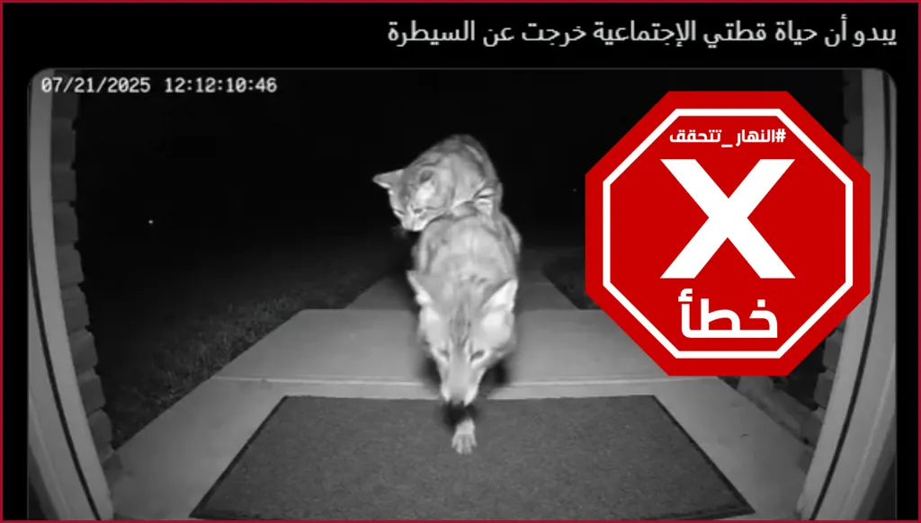 قطة لعوب خرجت عن السيطرة؟ النهار تتحقق FactCheck