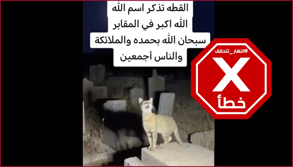 قطة في المقبرة تشعل الإنترنت... هل شاهدتموها؟ النهار تتحقق FactCheck