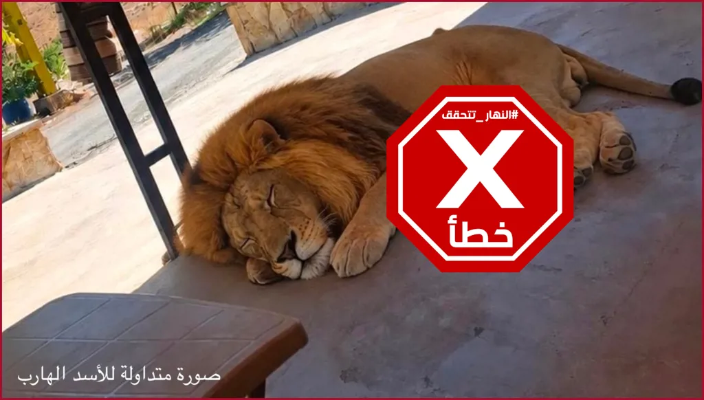 أسد هرب من مزرعة في سهل اللبوة بالبقاع؟ النهار تتحقق FactCheck