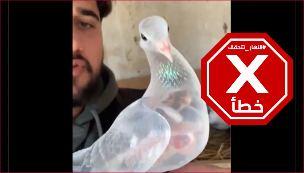 حقيقة عثور شاب تركي على حمامة شفافة نادرة... النهار تدقق FactCheck