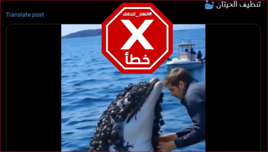 هذا الفيديو لتنظيف حيتان من حيوانات البرنقيل غير حقيقي FactCheck#