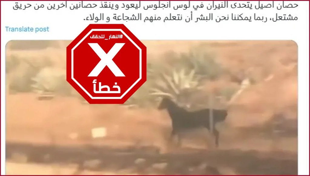هذا الفيديو ليس لحصان تحدى أخيراً حرائق لوس أنجليس لينقذ حصانين آخرين من النار FactCheck#
