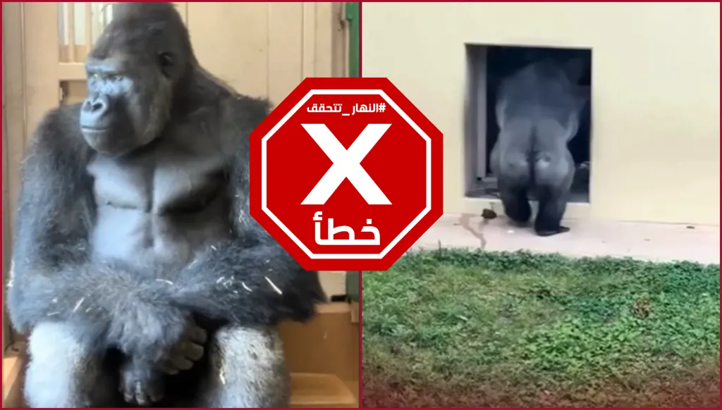 فيديو الغوريلا الغارق في التفكير بعد خلاف مع زوجته... هل الأمر حقيقي؟ النهار تدقق FactCheck