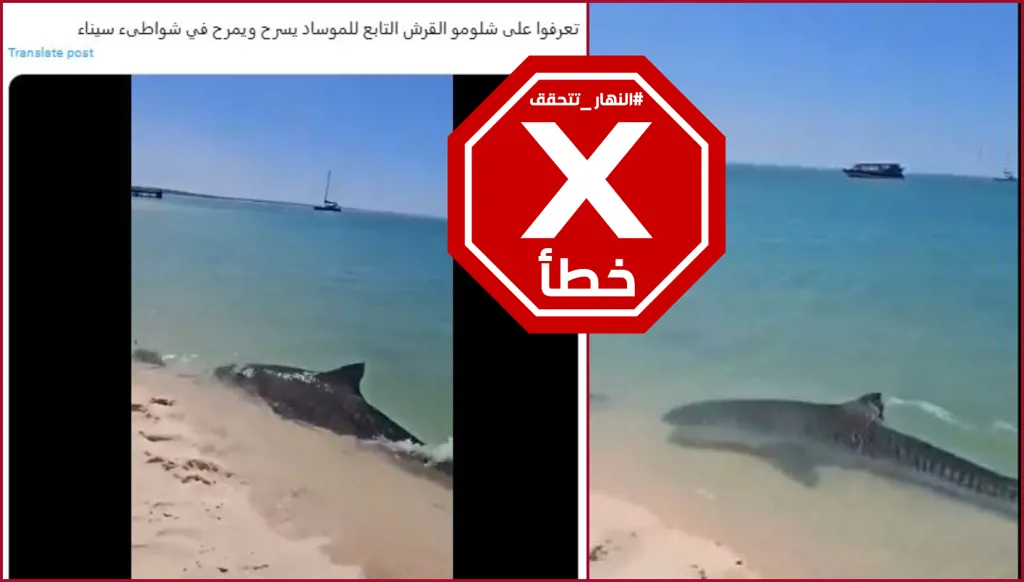 هذا الفيديو لا يظهر قرشاً للموساد يسبح عند شواطئ سيناء FactCheck#