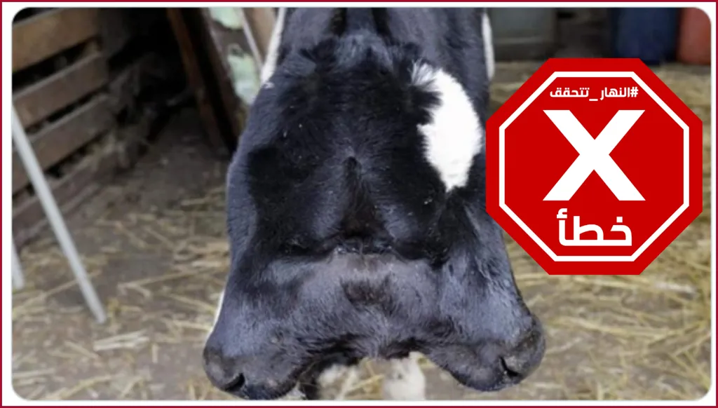 عجل برأسين في عكار اللبنانية... صورة للحالة النادرة؟ النهار تتحقق FactCheck