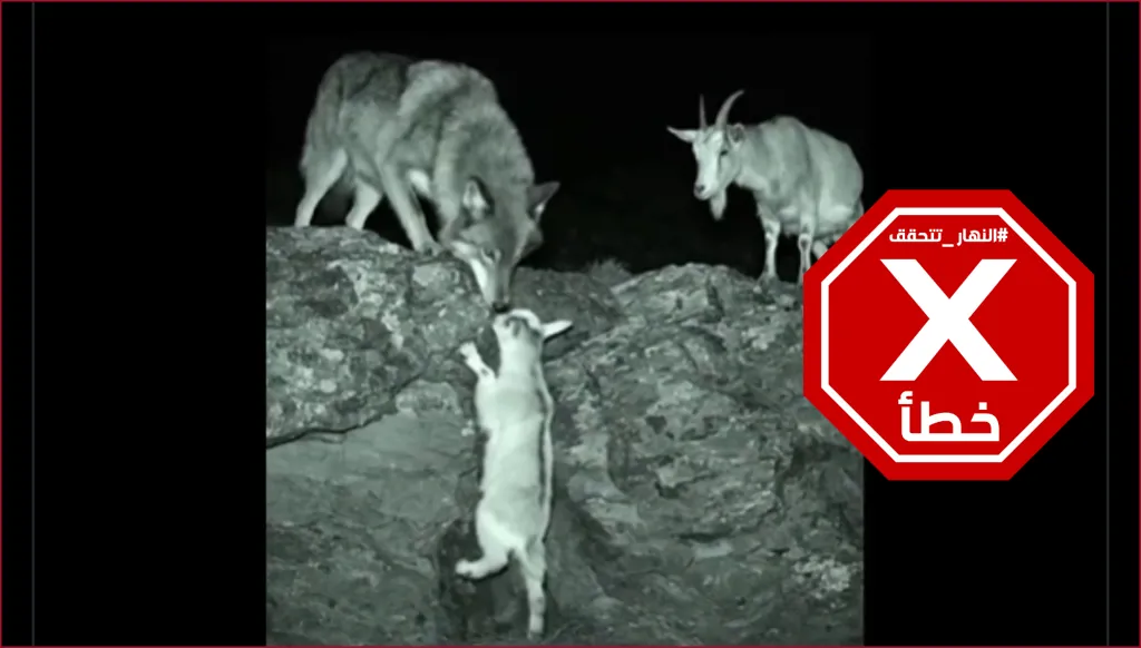 أنقذني الذئب؟ النهار تتحقق FactCheck