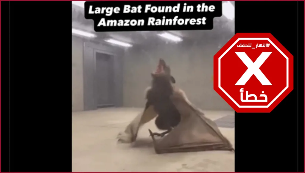 العثور على خفاش ضخم في غابات الأمازون؟ النهار تتحقق FactCheck
