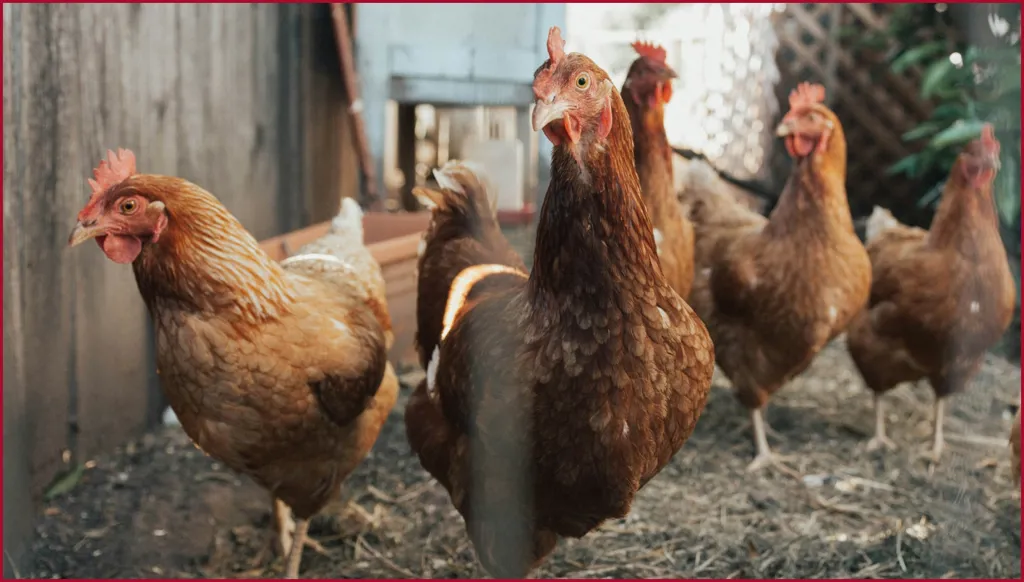 فتوى تحرّم الدجاج المصري وتحلّل التركي؟ النهار تتحقق FactCheck