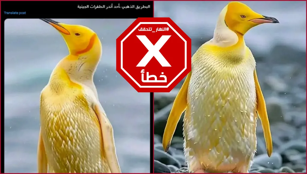 هذه الصور لبطريق ذهبي من عجائب الطبيعة ليست حقيقية FactCheck#