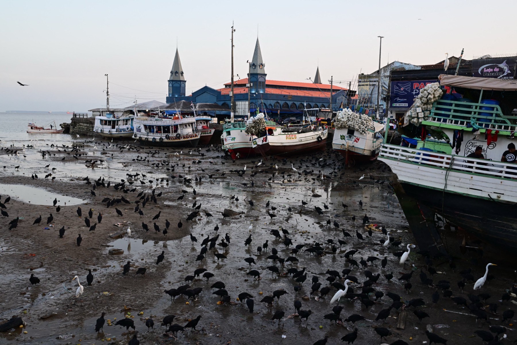 طيور مالك الحزين تبحث عن الطعام بسوق فيرو بيسو في بيليم (أف ب)