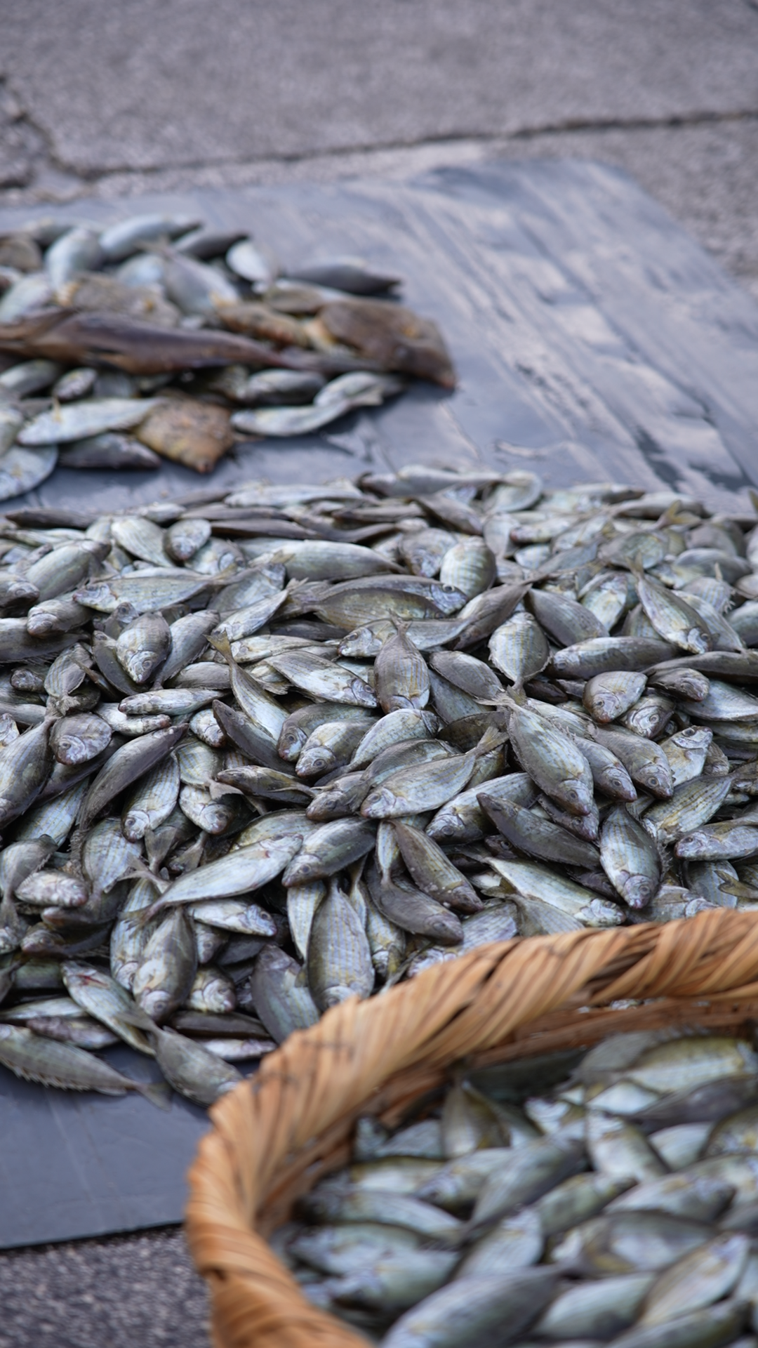 اصطياد السمك (النهار).