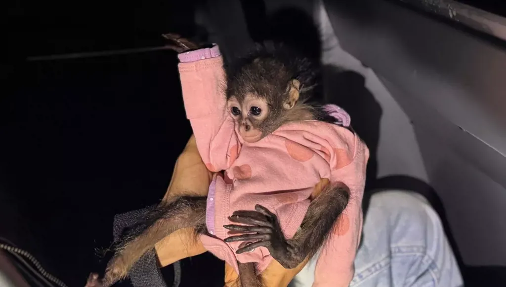 سرعة زائدة وحشيش وقرد صغير... "شيء لا تراه كل يوم" (صور)