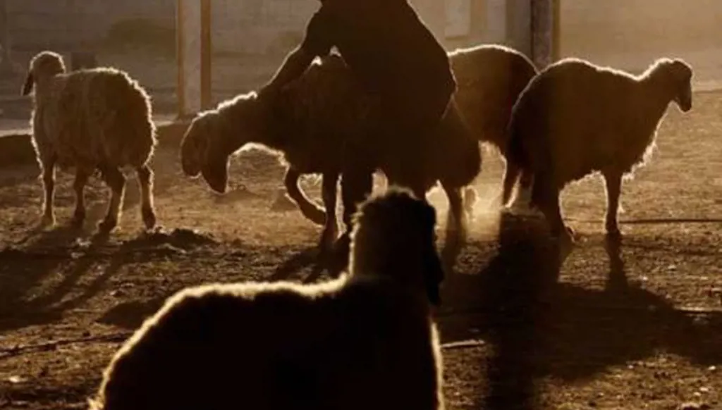 الصين تحظر استيراد الحيوانات المجترة من ليبيا بسبب مرض اللسان الأزرق