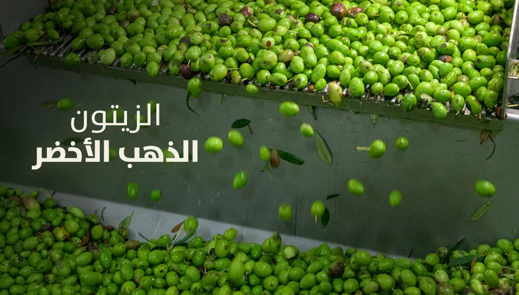 "الزيتون... الذهب الأخضر" - ملف خاص من "النهار"