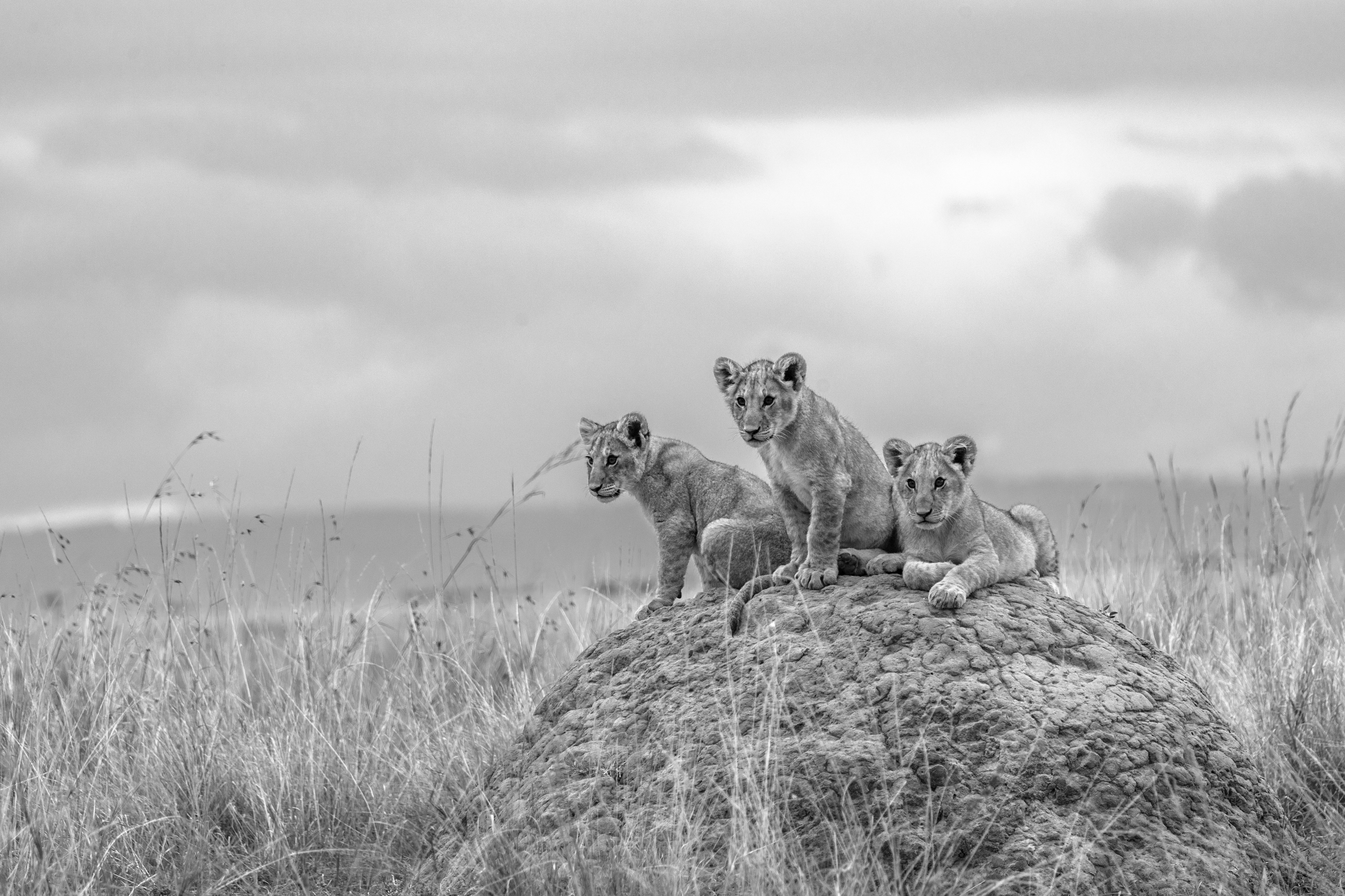 صورة اتخذت بعدسة المصورة سعاد السويدي (من المصورة) 