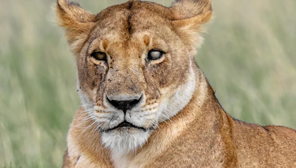 سعاد السويدي: أول مصوره إماراتيه وعربيه في العالم توثق الحيوانات المفترسه والوحوش