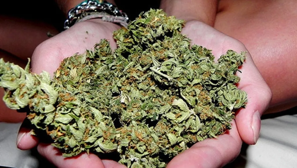 شبكة مخدّرات تحت الأرض… ضبط 105 كلغ ماريغوانا وتوقيف المروّج في الفنار والبيرة