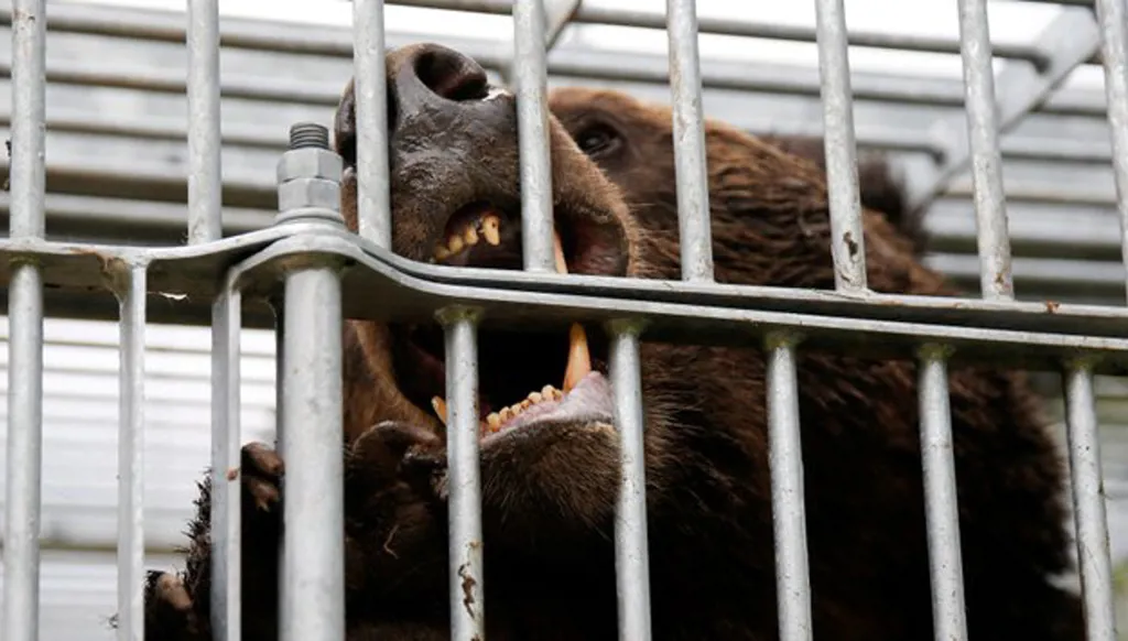 اليابان تنشر قوات عسكرية لمواجهة هجمات الدببة!