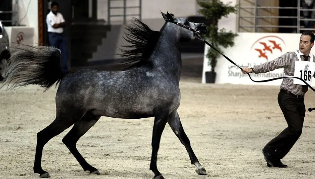 اقتصادات الخيول العربية: الإمارات والسعودية ومصر فرسان عام 2025