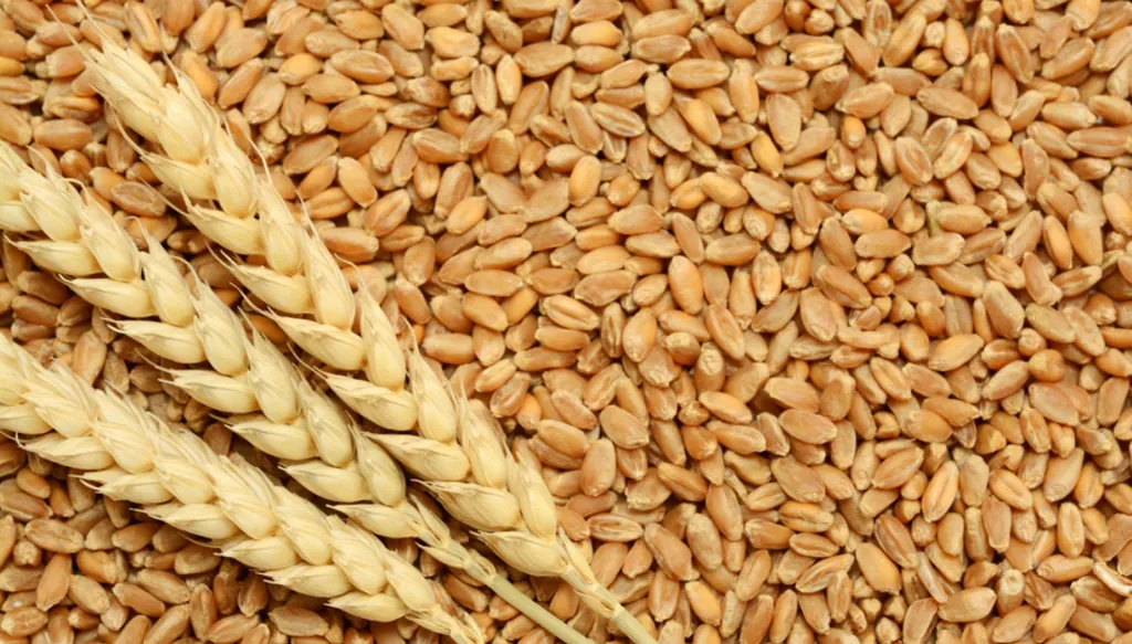 القمح ينخفض 3% والذرة تتراجع مع إعلان ترامب وقف إطلاق النار