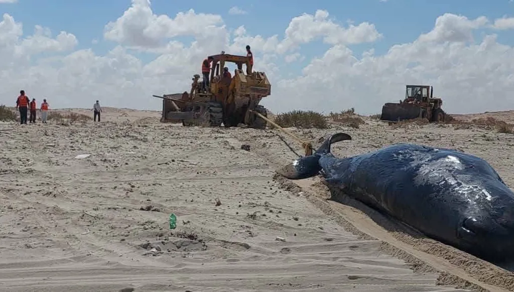 بالصور... نفوق 4 "حيتان عنبر" في ليبيا
