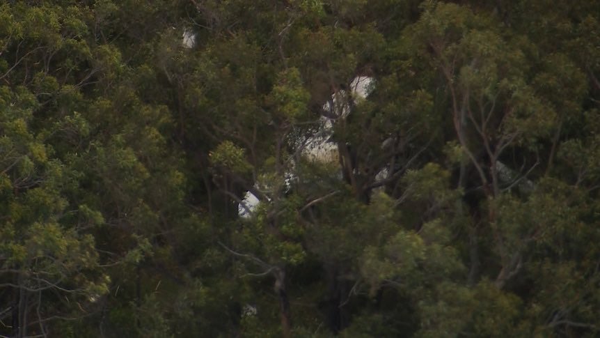 مقتل طيّار اثر اصطدام طائرتين بالجو (إكس)