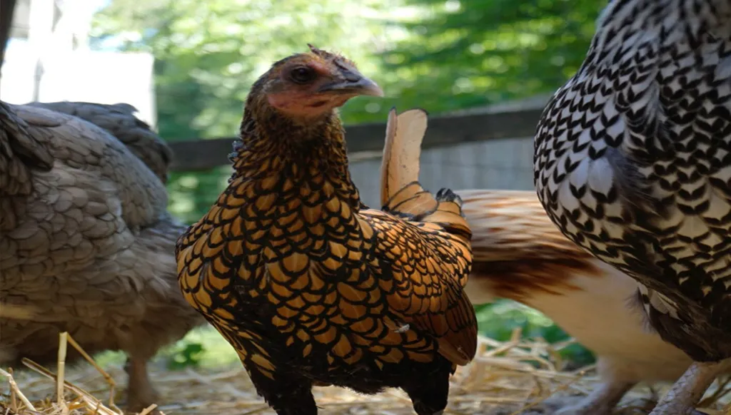 "غيرتي العمياء" أقدم دجاجة في العالم وفق "غينيس"