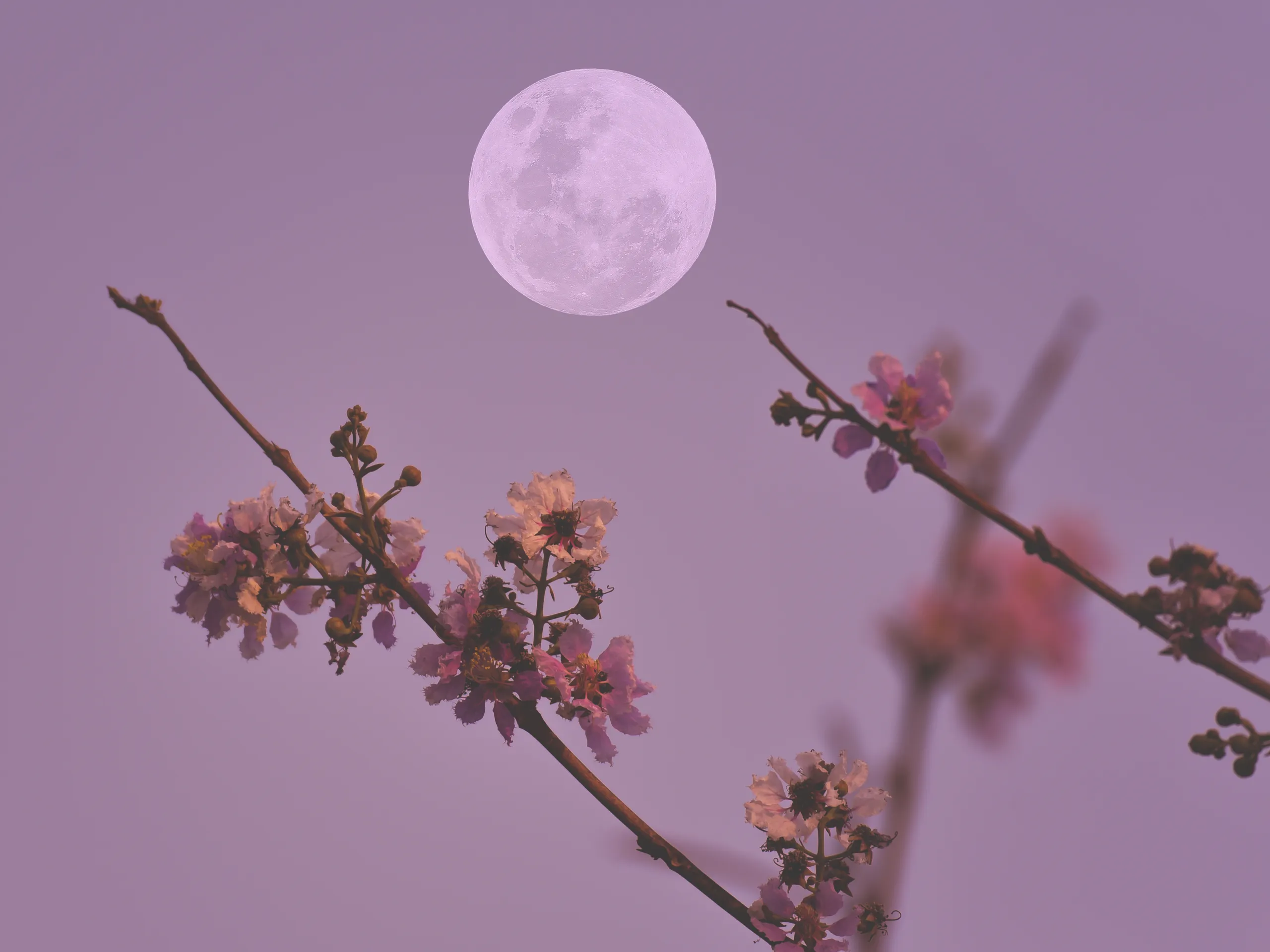 قمر الزهور خلال شهر أيار/مايو.