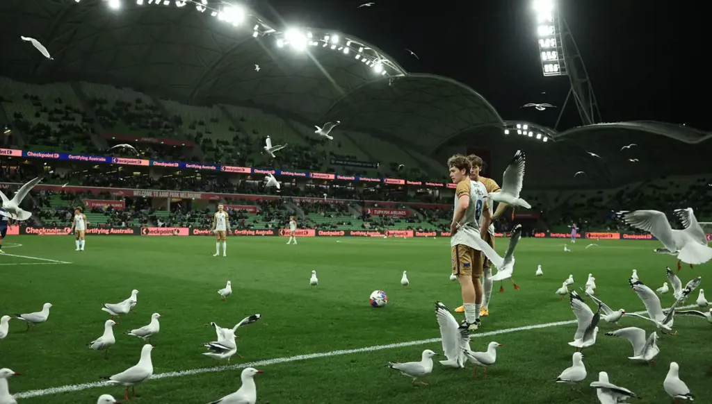 "غزو النورس" يوقف مباراة كرة قدم في أستراليا (فيديو)