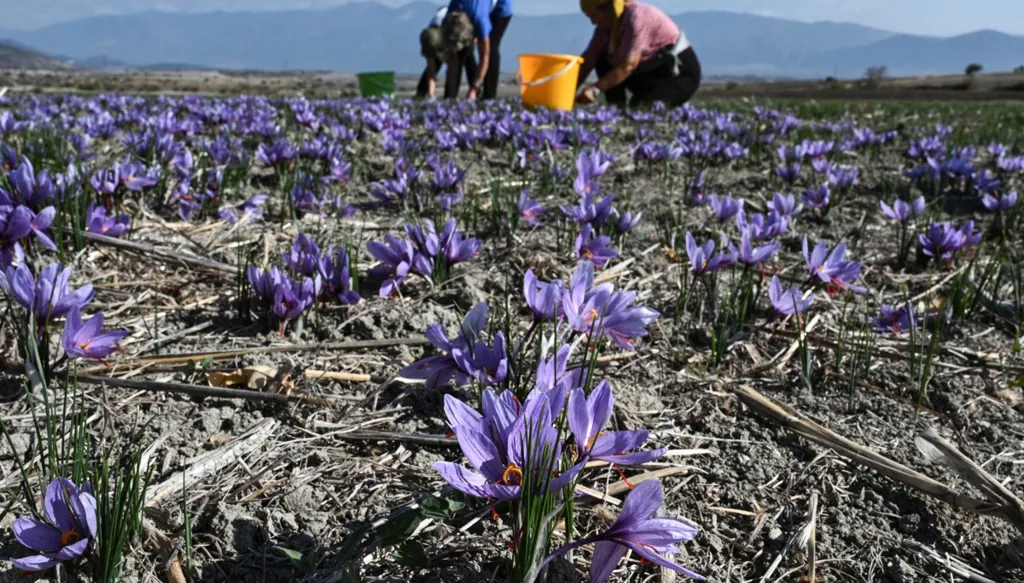 الجفاف يطيح بمحاصيل الزعفران في اليونان